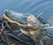 airboat tours