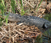 airboat tours