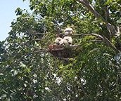 airboat tours