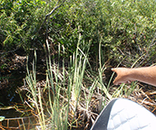 airboat tours
