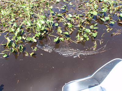 airboat tours