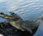 airboat tours