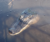 airboat tours
